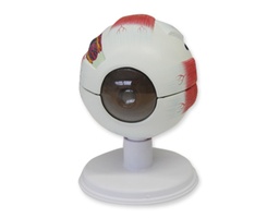 [135007001] Oeil