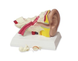 [135007003] Oreille 1.5x