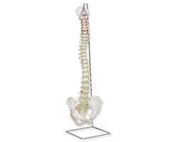 [135007007] Colonne vertébrale flexible