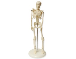 [135007009] Mini squelette, 45 cm
