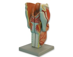 [135007020] Larynx