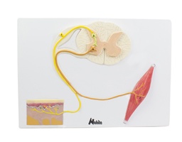 [135007023] Moelle épinière, muscle et peau