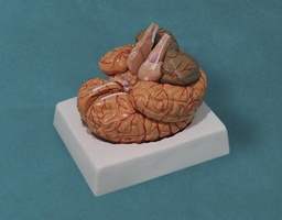 [135007025] Cerveau humain, 9 parties