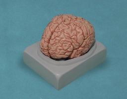 [135007026] Cerveau humain, 2 parties