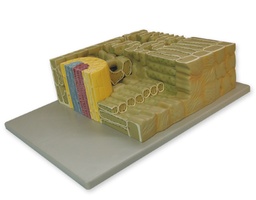 [135007044] Coupe de feuille
