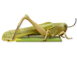 [135007051] Dissection de sauterelle