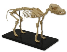 [135007052] Squelette de chien