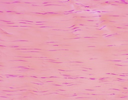 [135007116] Tendon, tissu conjonctif dense, c.l.