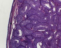 [135007122] Testicule de lapin, c.