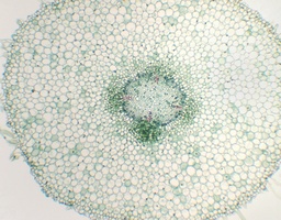 [135007170] Racine jeune de Vicia faba, c.t.