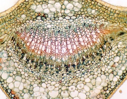 [135007219] Feuille de Camellia sinensis, c.t.