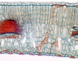 [135007220] Feuille d'Osmanthus fragans, cell. de pierre, c.t.