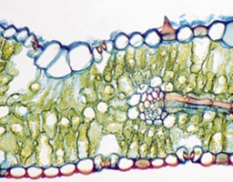 [135007221] Feuille de Triticum aestivum, c.t.