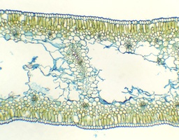 [135007224] Feuille de Narzissus tazetta, c.t.