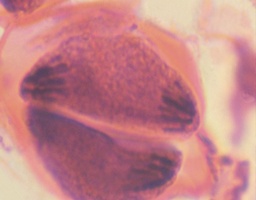 [135007247] Meiose, anthère de lis, c.t.