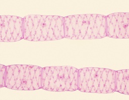 [135007250] Filaments végétatifs de Sirogyra, s.e.