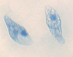 [135007264] Euglena, s.e.