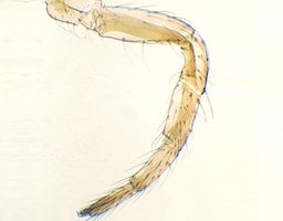 [135007309] Patte d'insect marcheur, s.e.