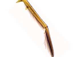[135007310] Patte d'insect nageur, s.e.