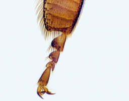 [135007312] Patte d'insect pollinisateur, s.e.