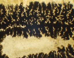 [135007315] Turbellarié, tube digestif, s.e.