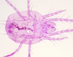 [135007317] Tetranychus telarius, s.e.