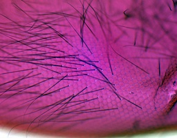 [135007318] Oeil composé d'insect, s.e.