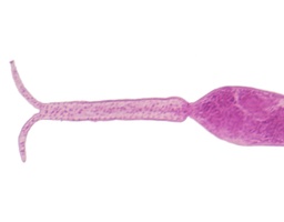 [135007332] Cercaire de Schistosoma, s.e.