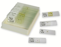[135007341] Collection d'Histologie Animale, 24 prép.