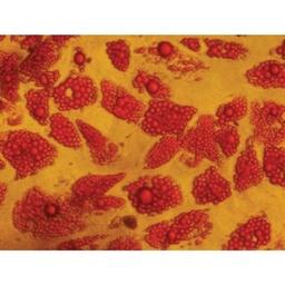 [CCK013-1KT] EZstain™ Adipocyte Staining Kit