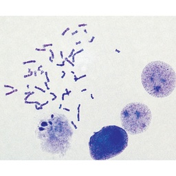 [CCK012-1KT] HiPer® Karyotyping Teaching kit