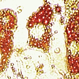 [CCK039-1KT] HiPer® Teaching Kit for Adipogenic Differentiation and Staining