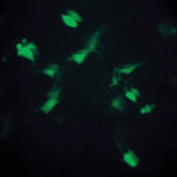 [CCK042-1KT] HiPer® Transfection Teaching Kit