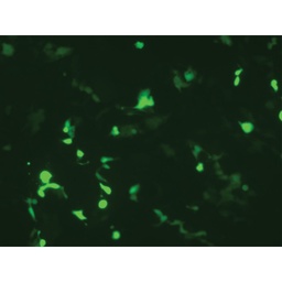 [SFM015-500ML] HiTransfect™ Transfection Medium, Serum Free, Animal Component Free, Low protein with Sodium bicarbonate without L-Glutamine Part A - Basal Medium  Part B - Low Protein Growth Supplement 