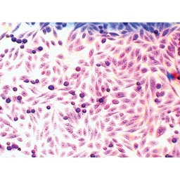 [CCK044-1NO] Microscopy Slide Set for Mammalian Cell lines